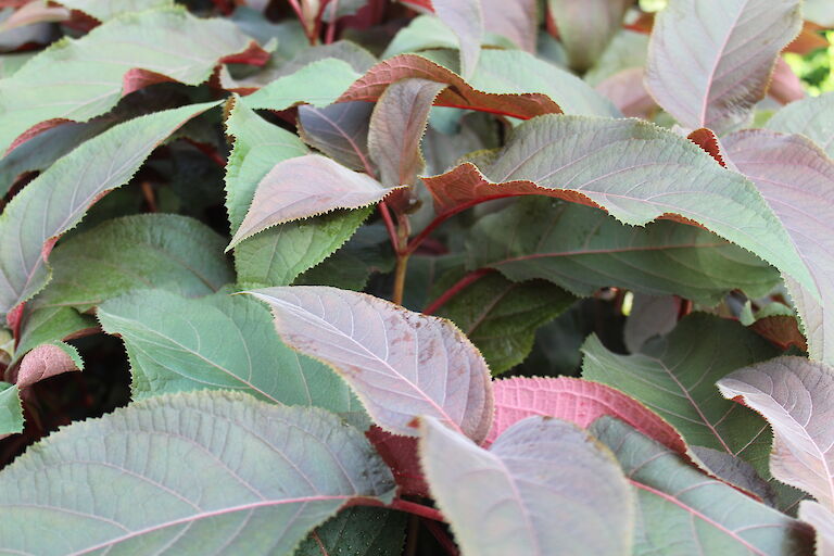 Hydrangea aspera 'Hot Chocolate'