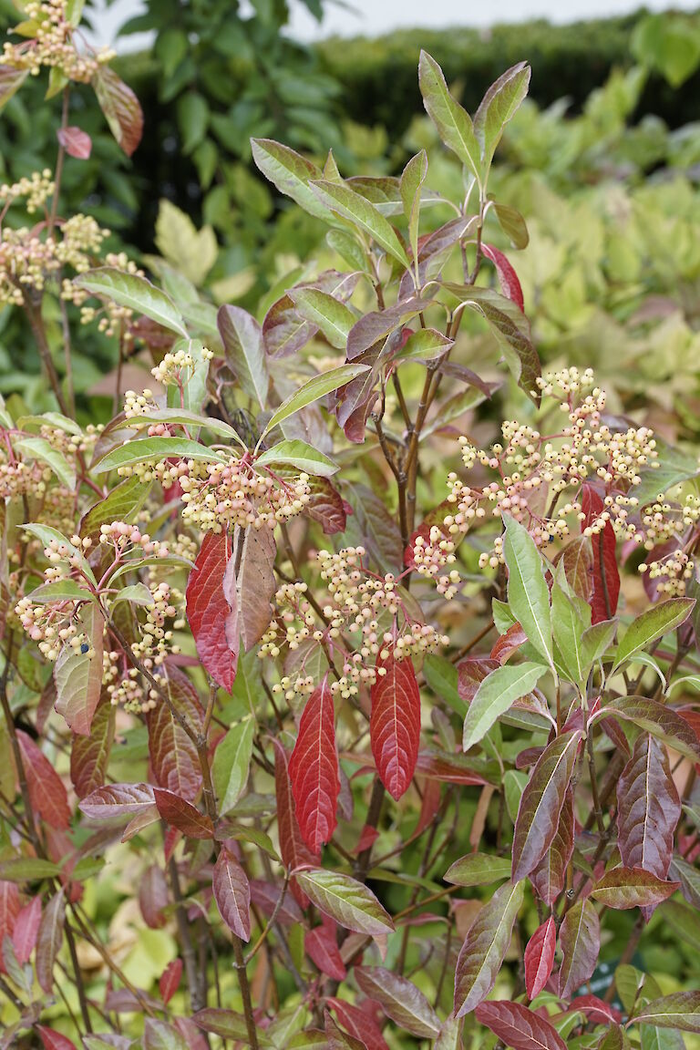 Viburnum nudum Winterthur