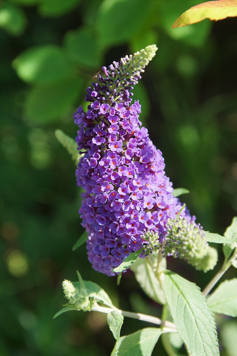 Buddleja davidii lila