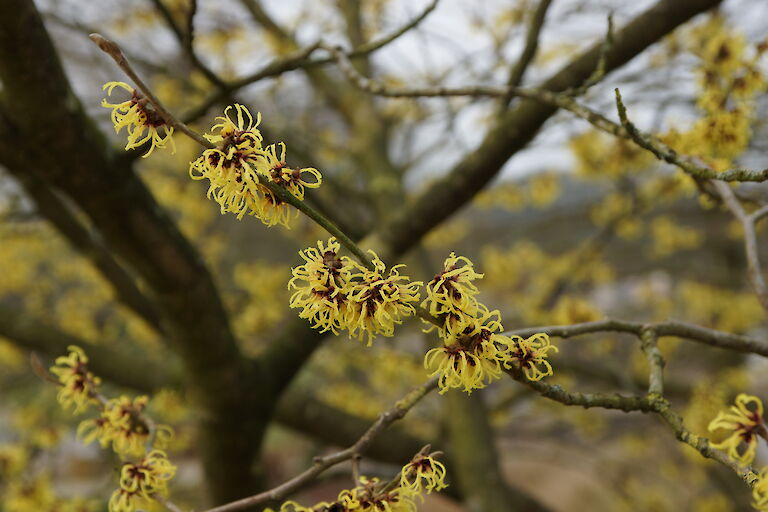 Hamamelis intermedia 'Primavera'