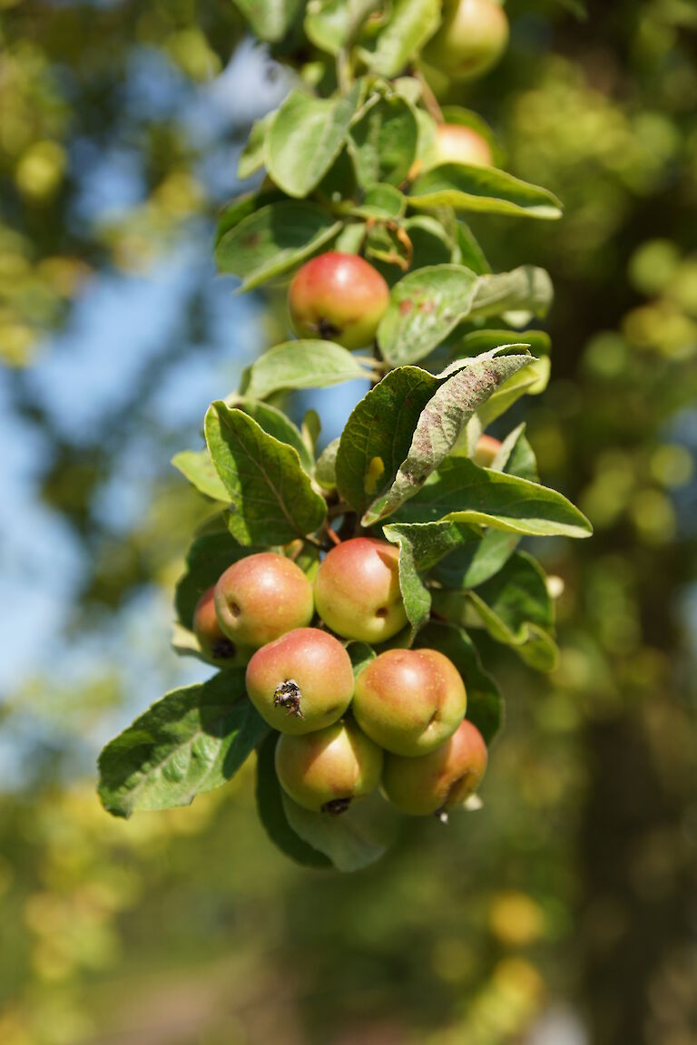 Malus 'Butterball'