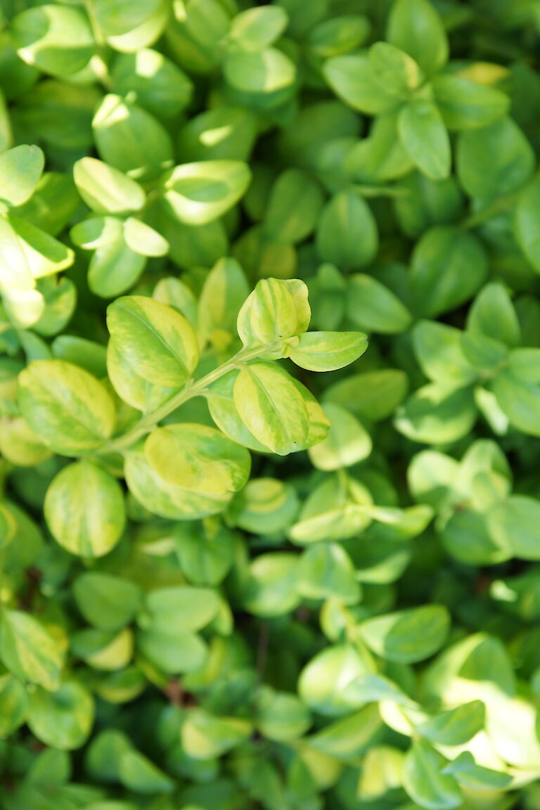 Buxus sempervirens 'Latifolia Maculata'