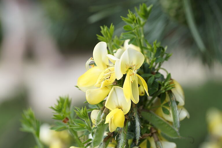 Cytisus