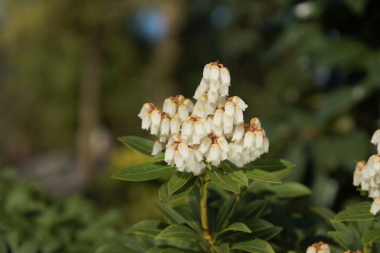 Pieris japonica