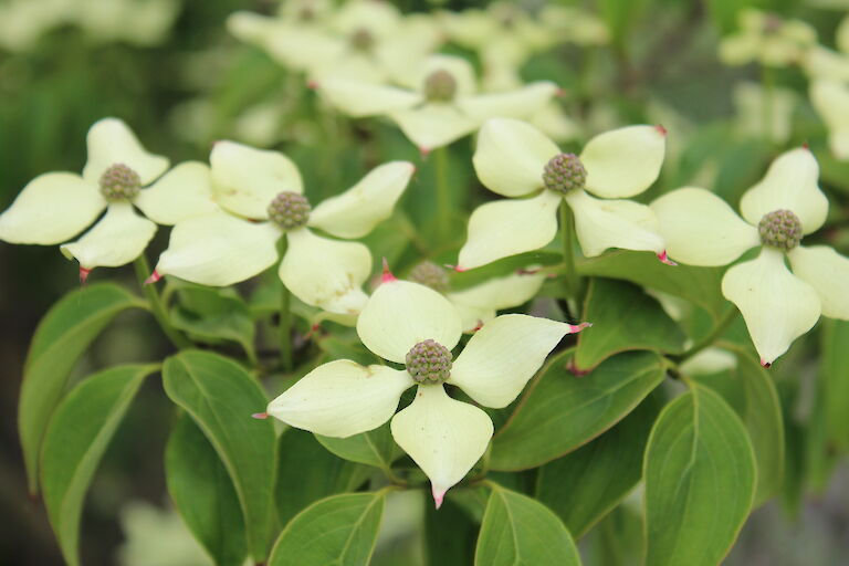 Cornus kousa