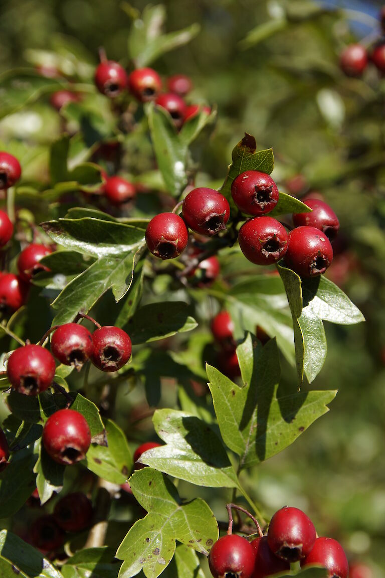 Crataegus monogyna