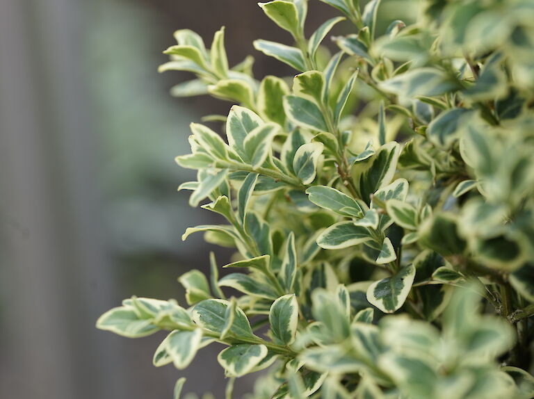 Buxus sempervirens Elegantissima