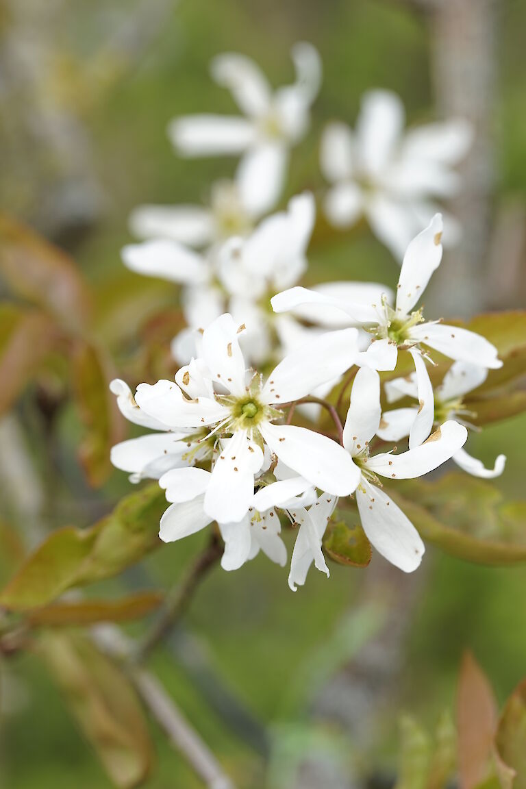 Amelanchier Ballerina