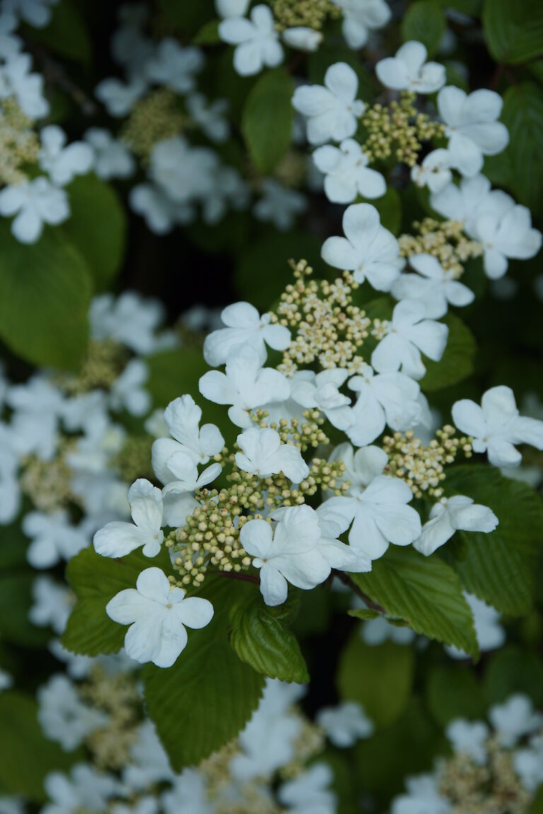 Viburnum plicatum 'Mariesii'