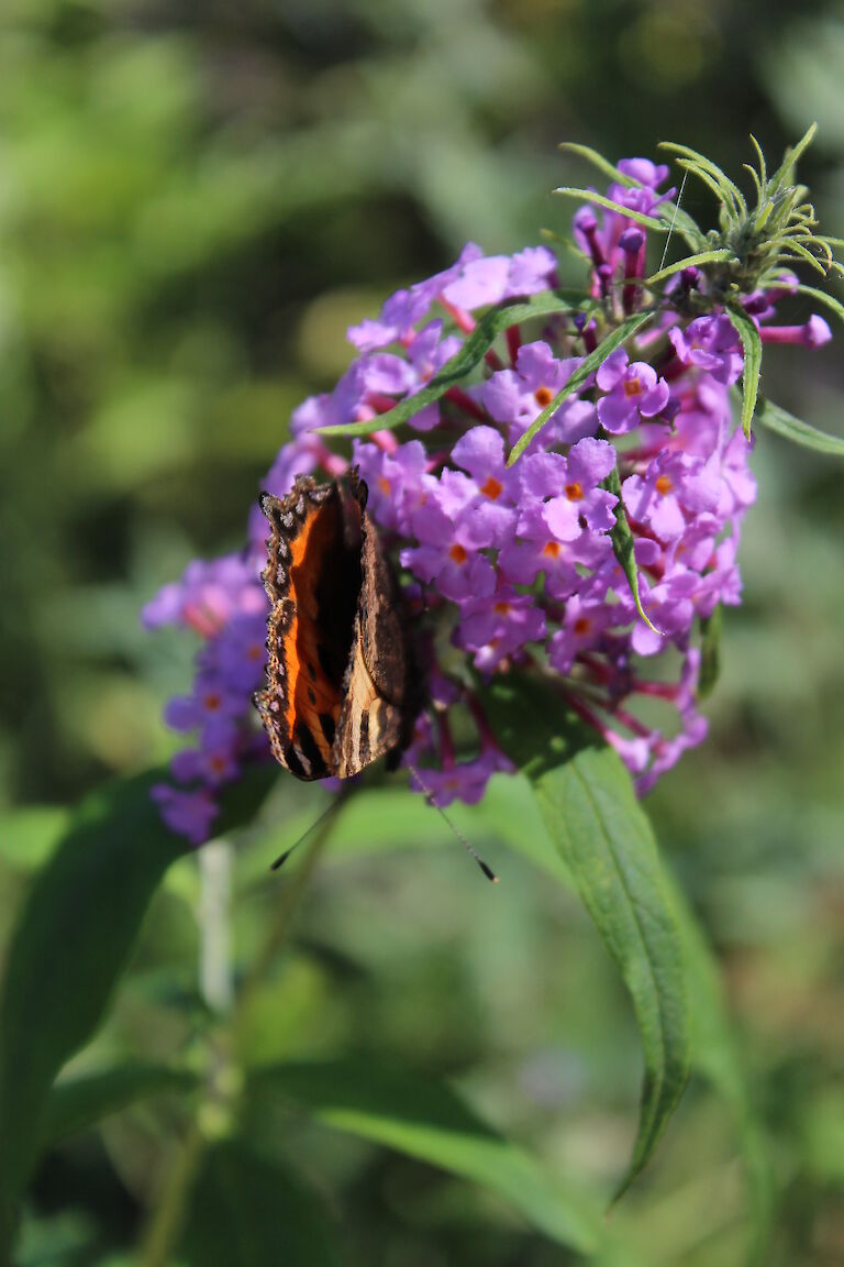 Buddleja Insekt