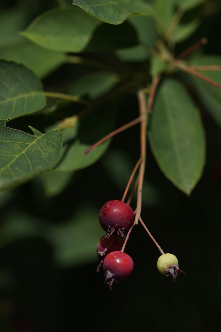 Amelanchier lamarckii