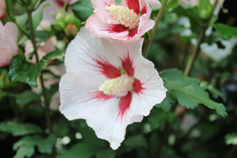 Hibiscus syriacus 'Hamabo'