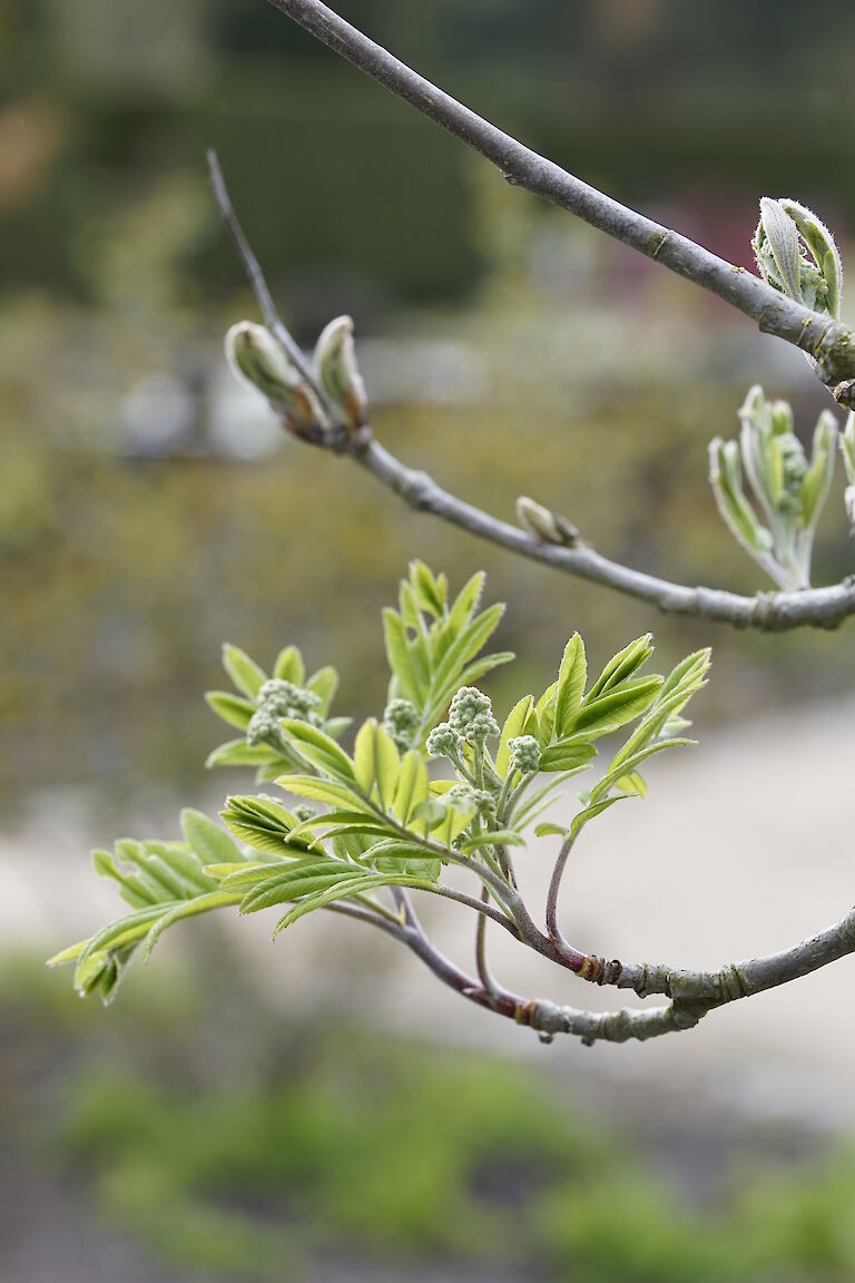 Sorbus aucuparia