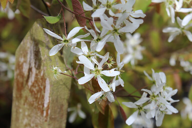 Amelanchier lamarckii