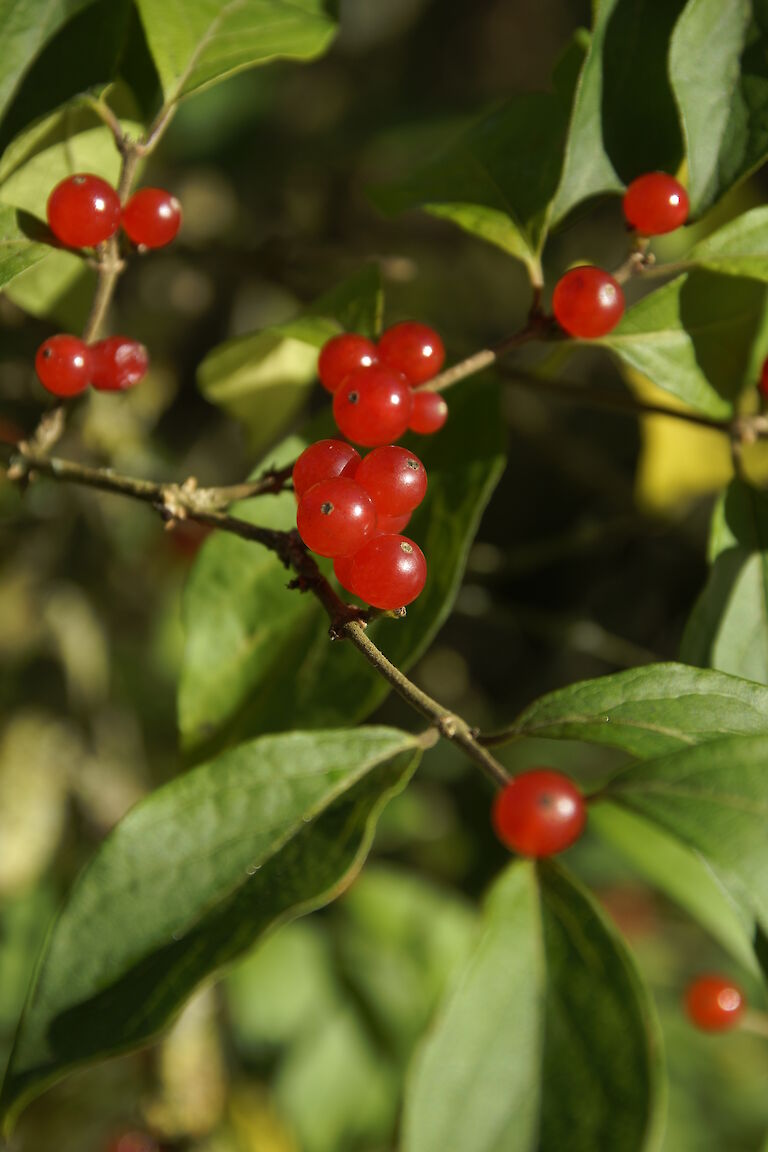 Lonicera maackii