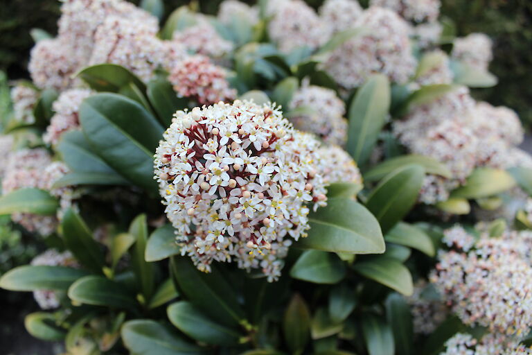 Skimmia japonica