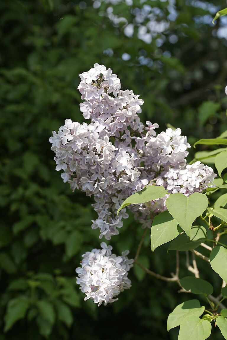 Syringa vulgaris Blue Skies