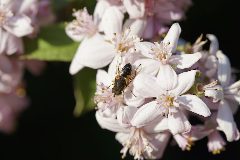 Deutzia Mont Rose Insekt