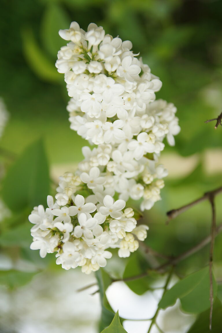 Syringa vulgaris 'Madame Florent Stepman'