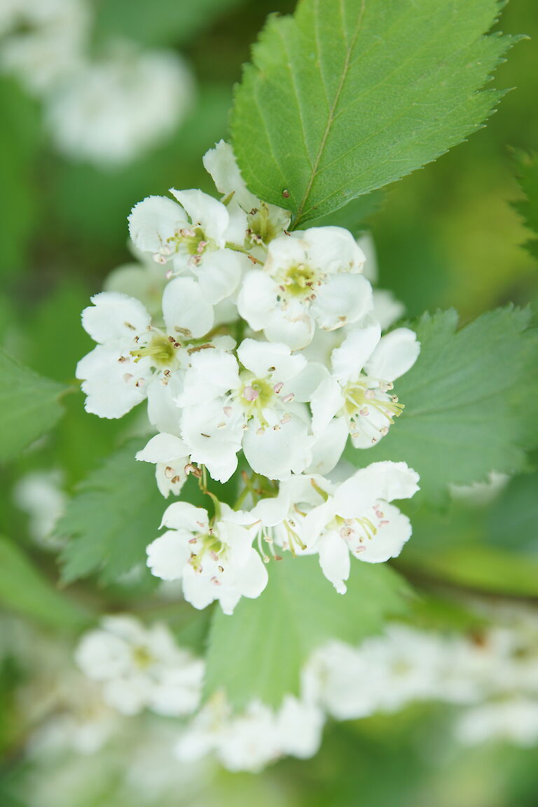 Crataegus prunifolia