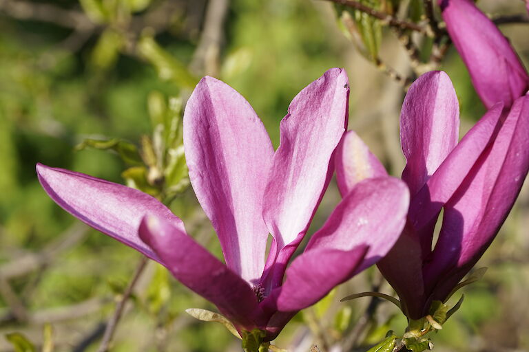 Magnolia lilliflora 'Susan'