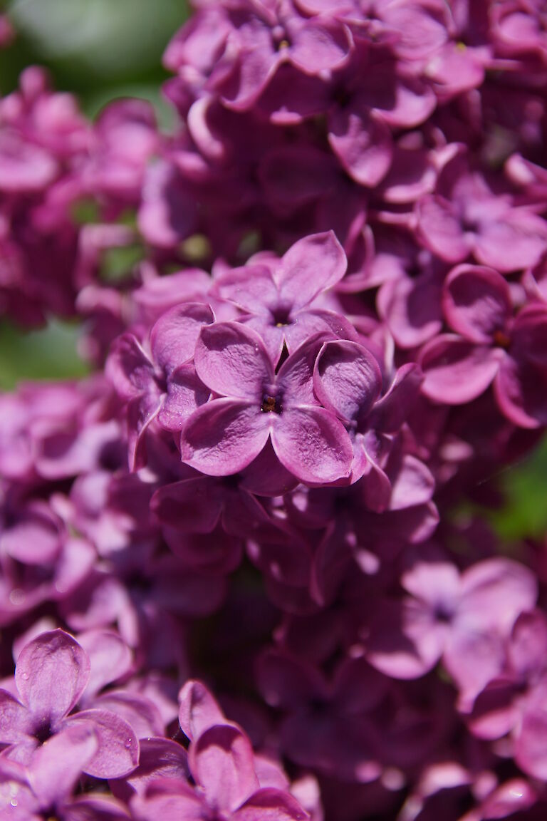 Syringa