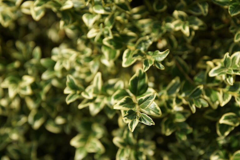 Buxus sempervirens 'Elegantissima'