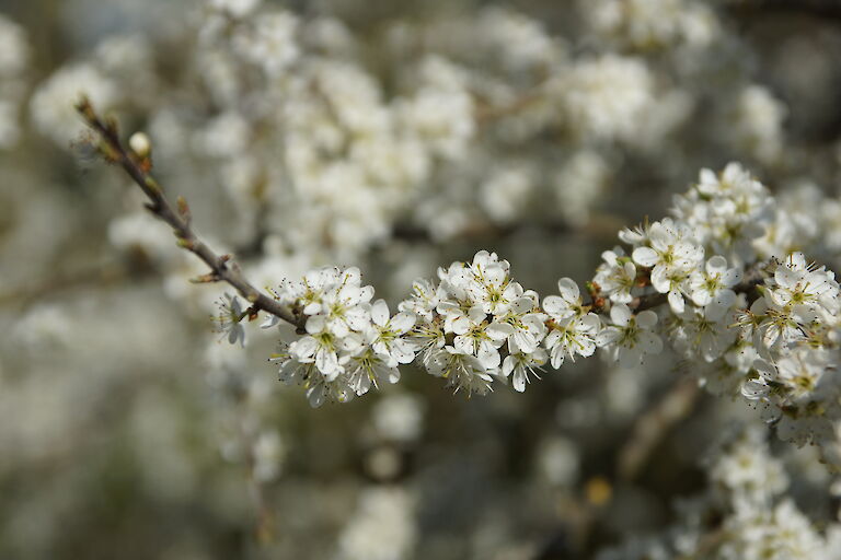  Prunus spinosa