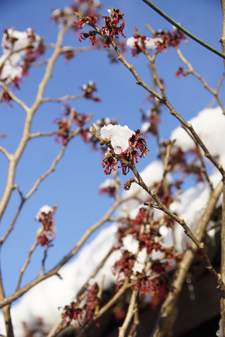 Hamamelis intermedia Winter