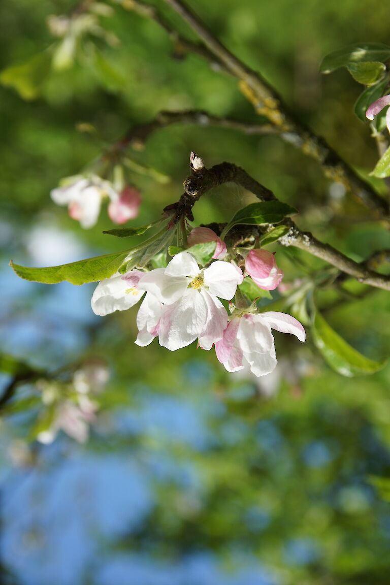 Malus sylvestris 'Stedinger Prinz'