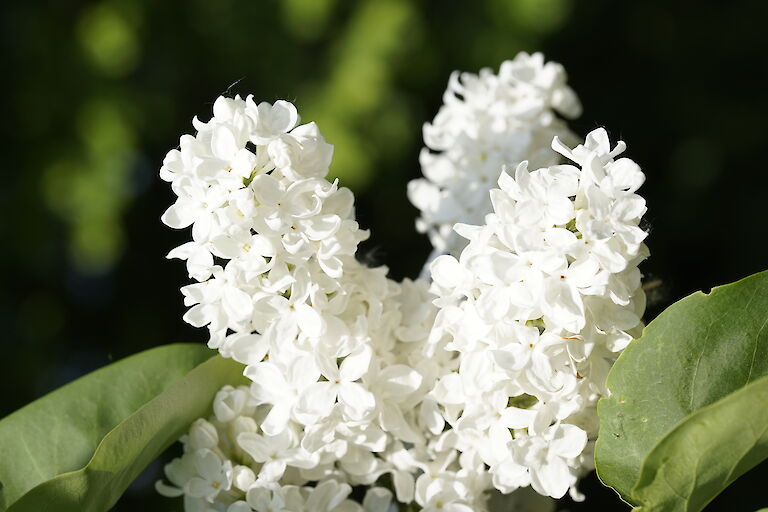 Syringa vulgaris Princess Beatrix