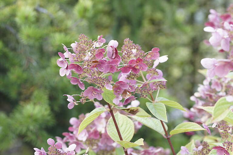 Hydrangea paniculata Early Sensation