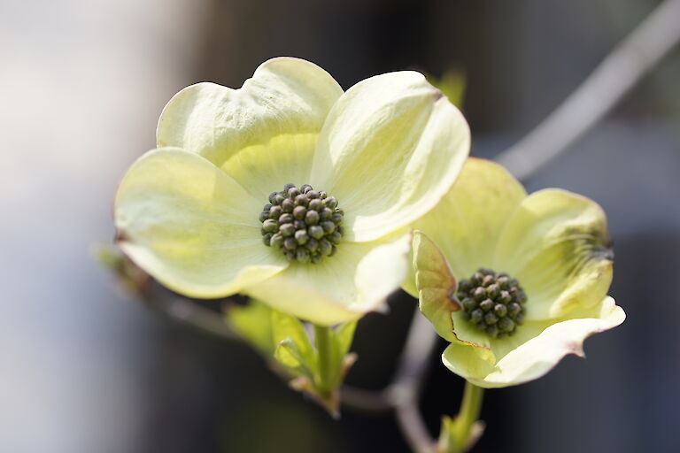 Cornus nuttallii 'North Star'