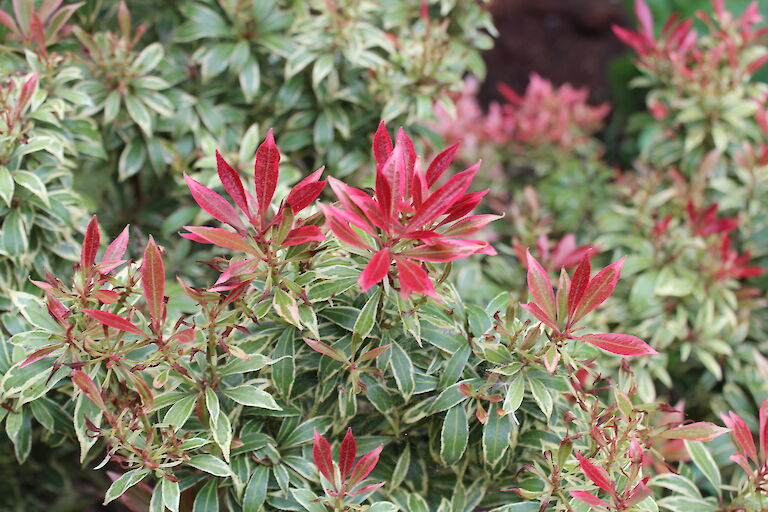 Pieris japonica 'Carnaval'