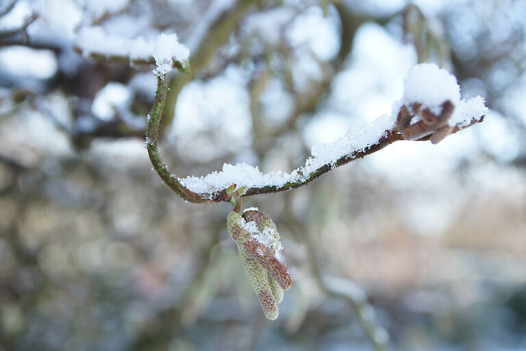 Corylus avellana 'Contorta' Winter