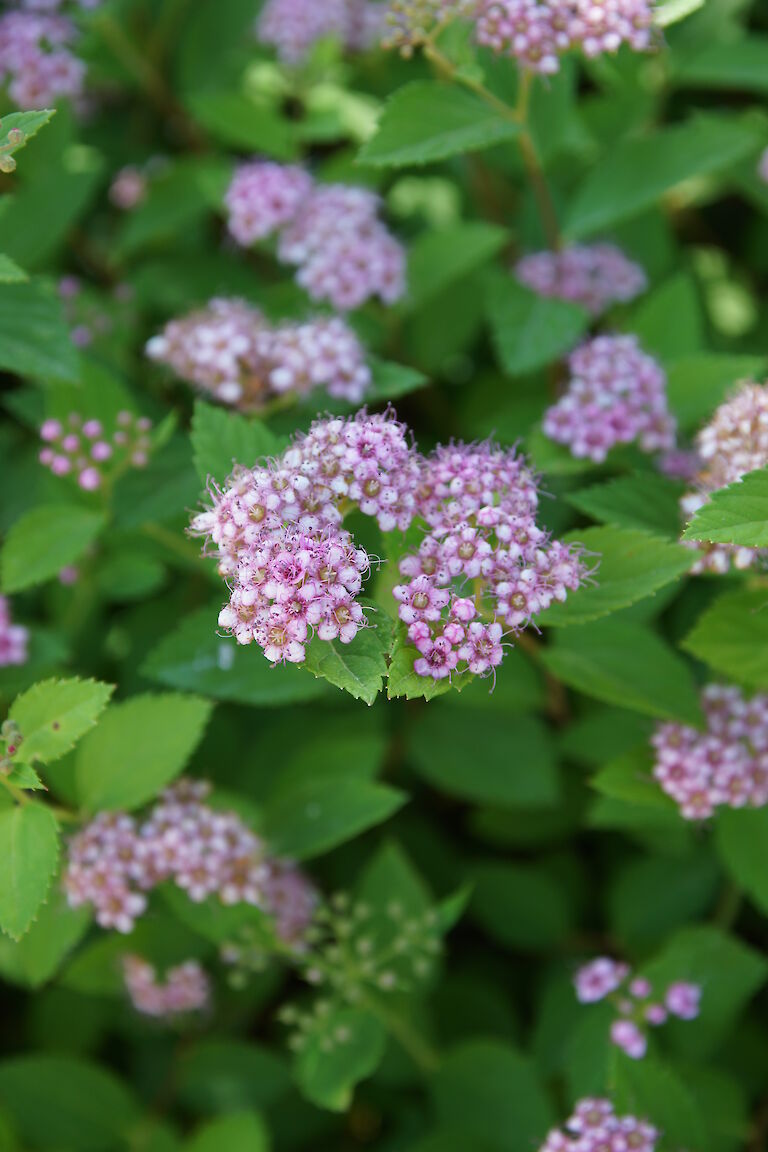 Spiraea japonica 'Little Princess'