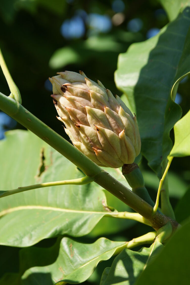 Magnolia tripetala