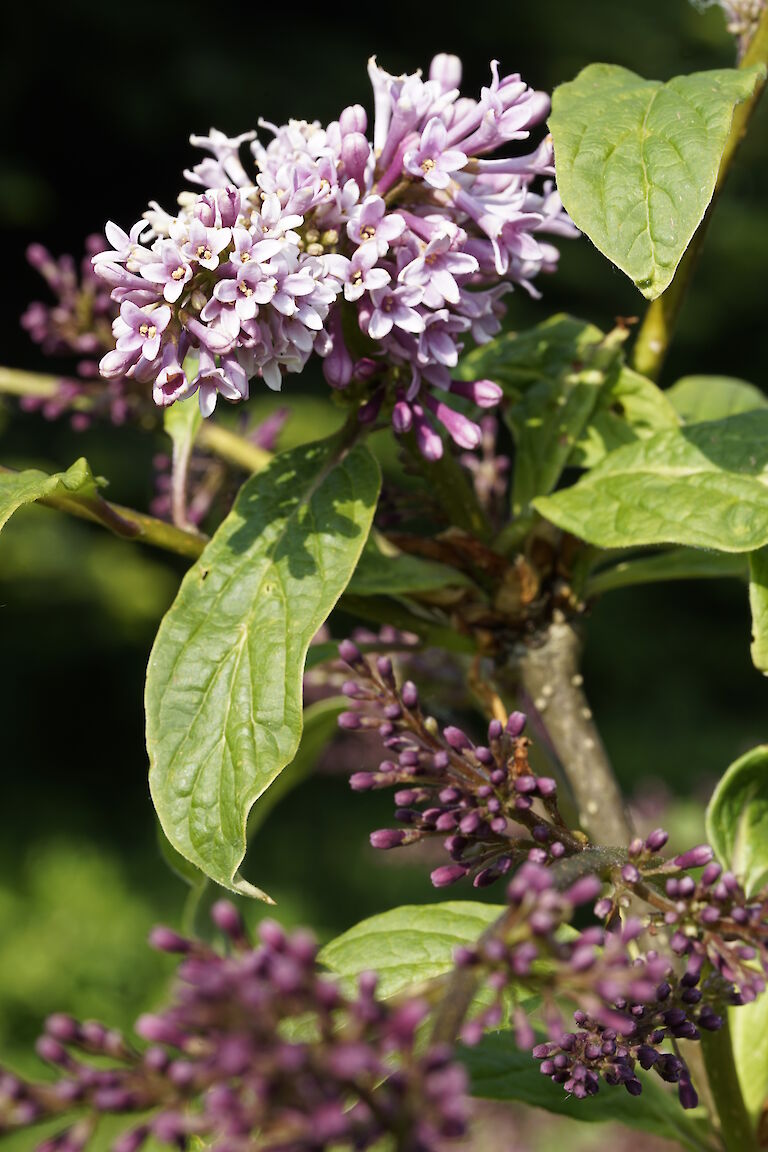 Syringa x prestoniae Nike