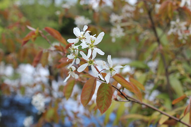 Amelanchier lamarckii