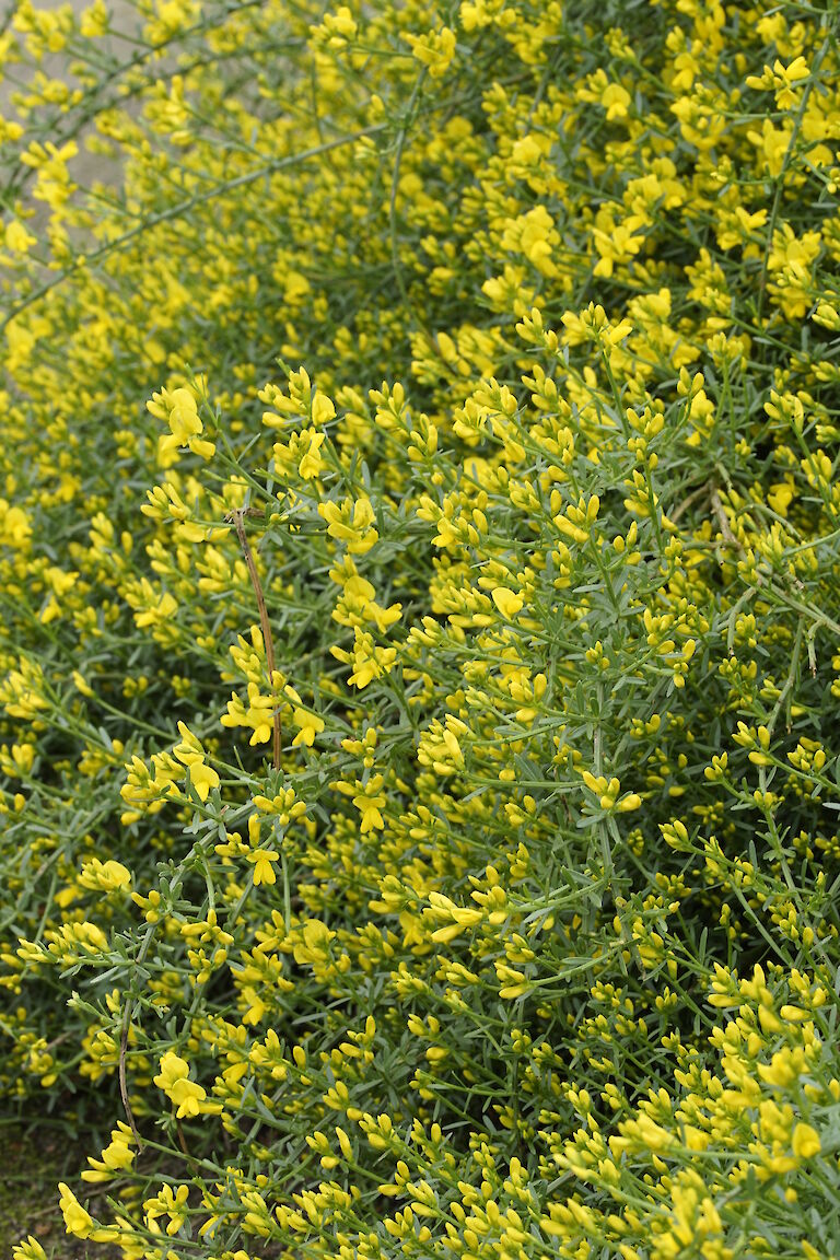 Cytisus scoparius