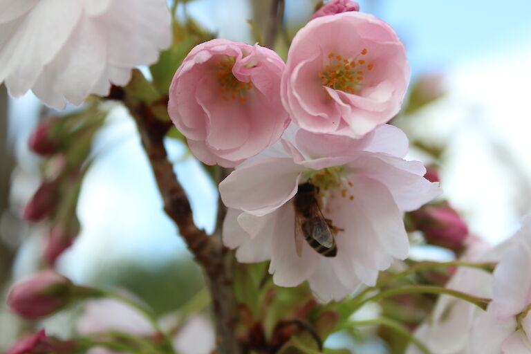 Prunus serrulata Insekt