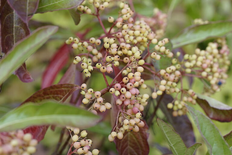 Viburnum nudum Winterthur