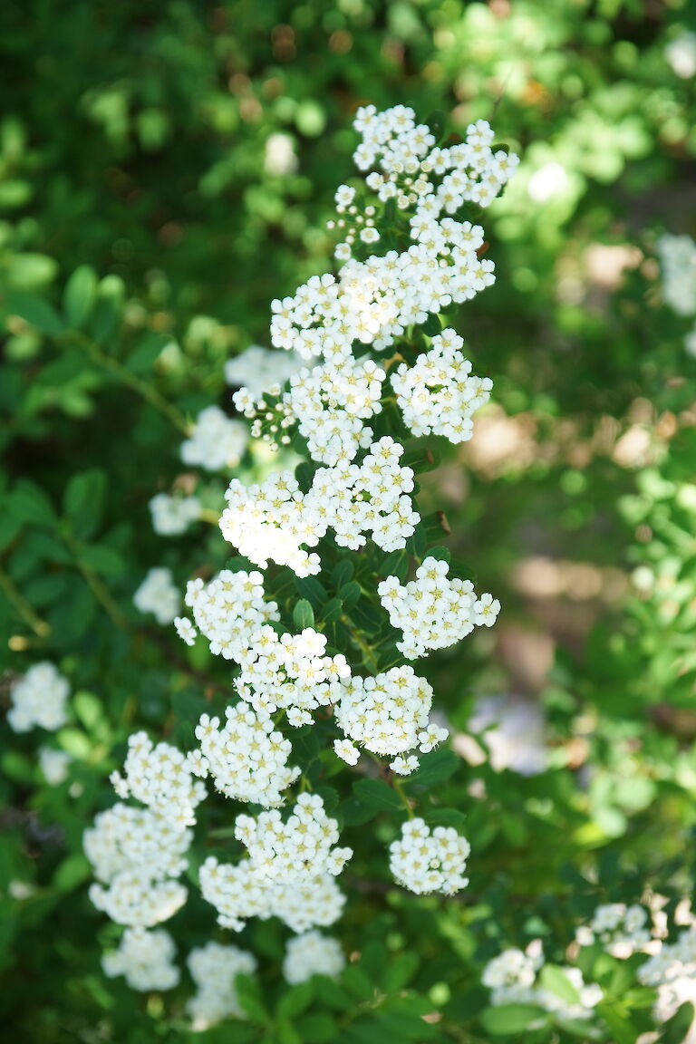 Spiraea arguta