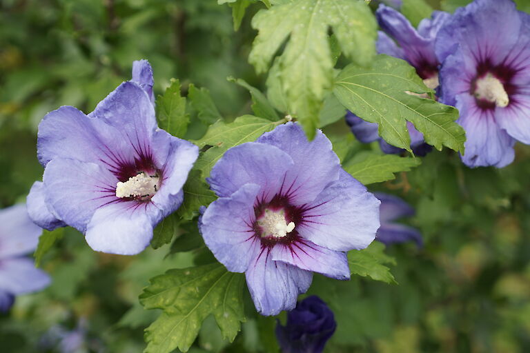 Hibiscus syriacus Oiseau Bleu