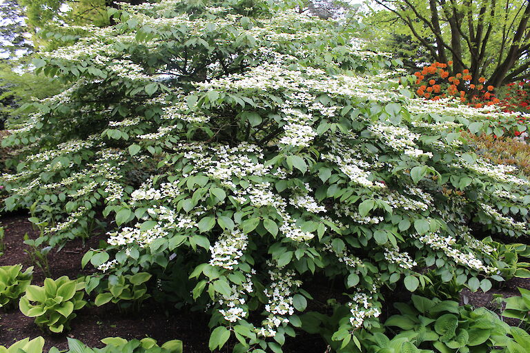 Viburnum plicatum 'Mariesii'