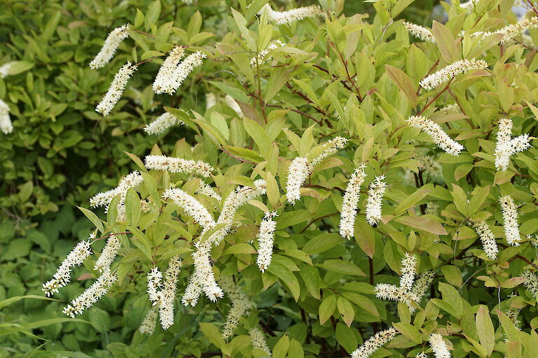 Itea virginica Henry's Garnet