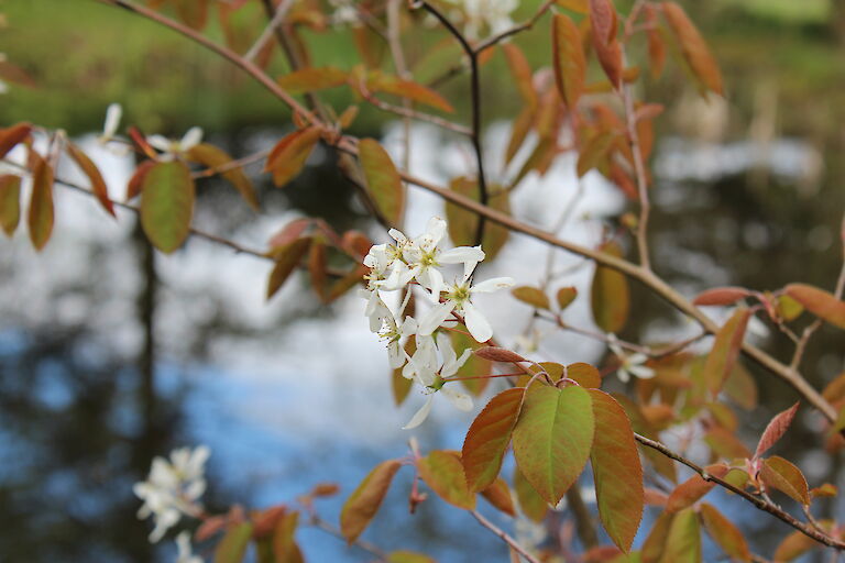 Amelanchier lamarckii