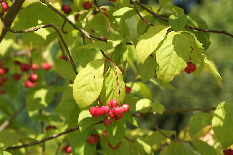 Euonymus alatus