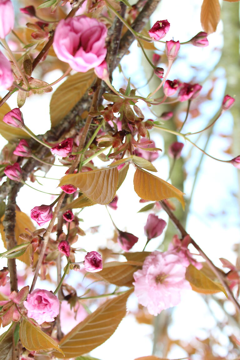 Prunus serrulata 'Kanzan'