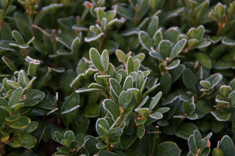 Buxus sempervirens arborescens Winter